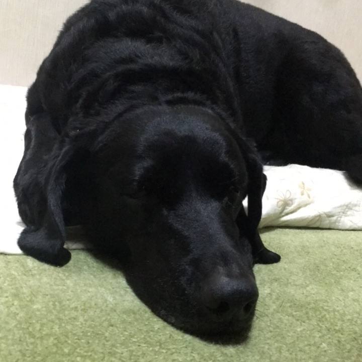 D1ac9b4b 08d1 4f3c 9f3c 1d98e500d8d2 1509260933346