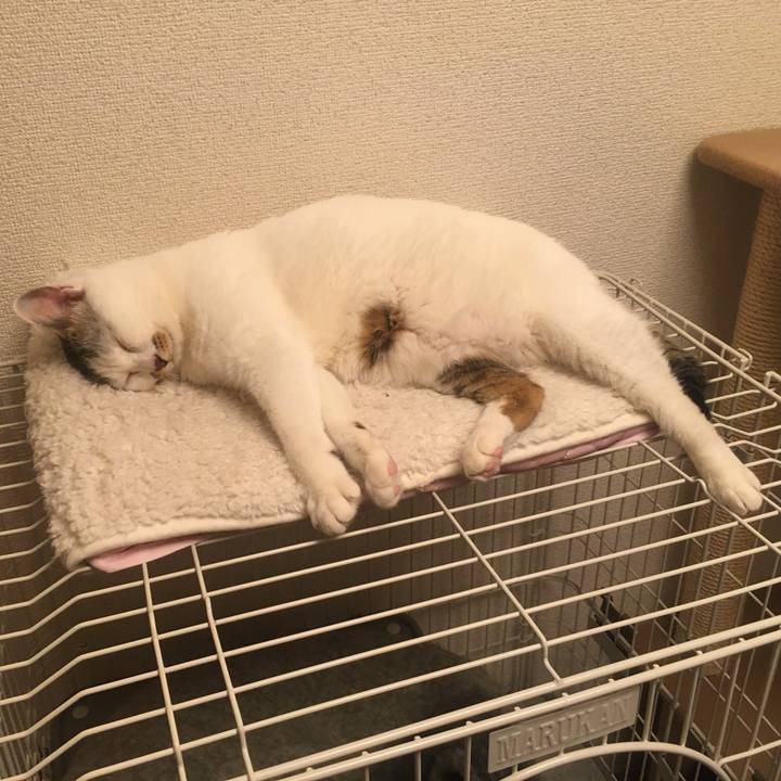 D1aec98f 1c12 47ba bff8 4cfa9fd17d20 1587741215810