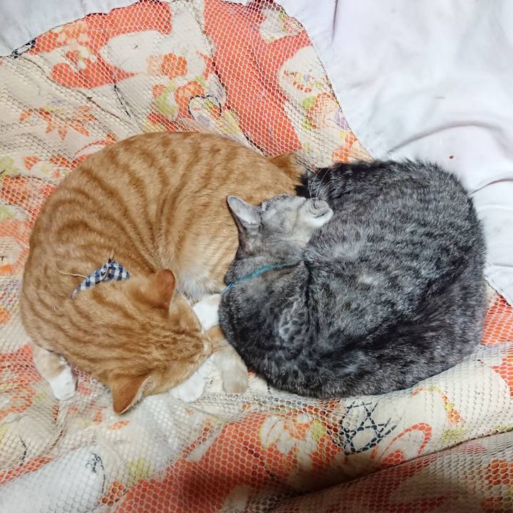 D1af23de 8074 4602 bac3 8fe027828669 1573563634940