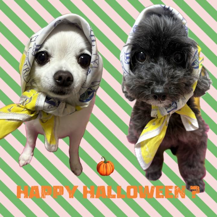 D1b0ea51 8614 4c0f 8621 ea4be3f66eb8 1761917183209