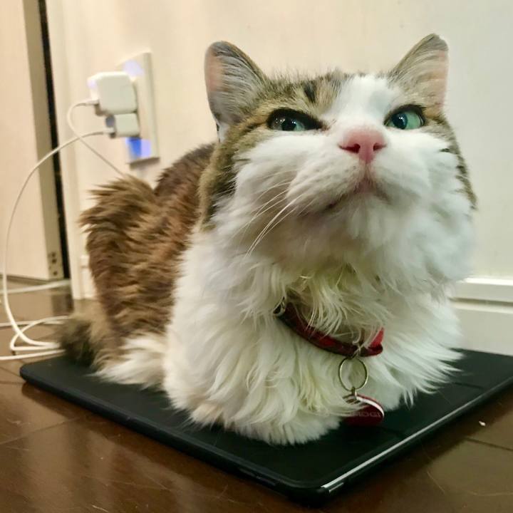 D1b1b01f 012a 4634 916a 5c7165b2fabf 1549804874784