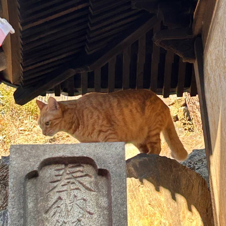 D1b4a511 9270 42db b031 0cd3e95edc1c 1763768254738