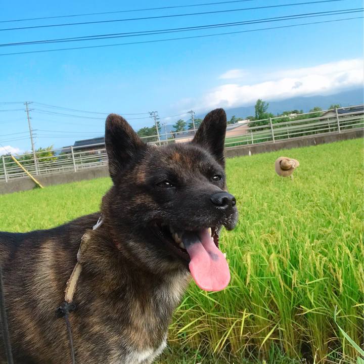 D1b63104 d0b7 4ab2 9caa ae8c9bab379e 1535151290090