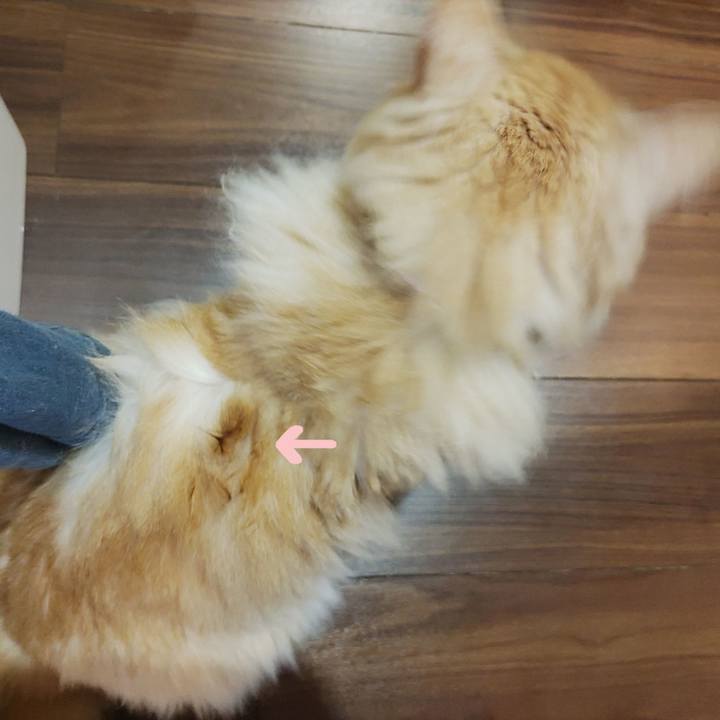 D1bbe27c 898d 4835 ad96 41c815ae88a3 1717938530733