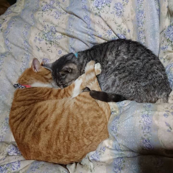 D1bd117f 8365 4c94 8fca 576a91d583ba 1576067489908