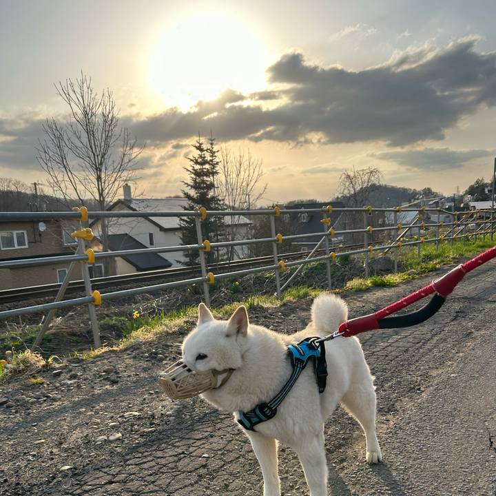 D1c1ba51 042b 4c54 b4d7 9897149721aa 1682633435620