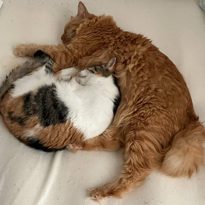 D1c30258 7452 4040 940c 9734819eea0d 1760260658001