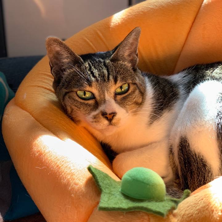 D1c4575d f3ca 4a8e b555 9b9d13381007 1541899952000