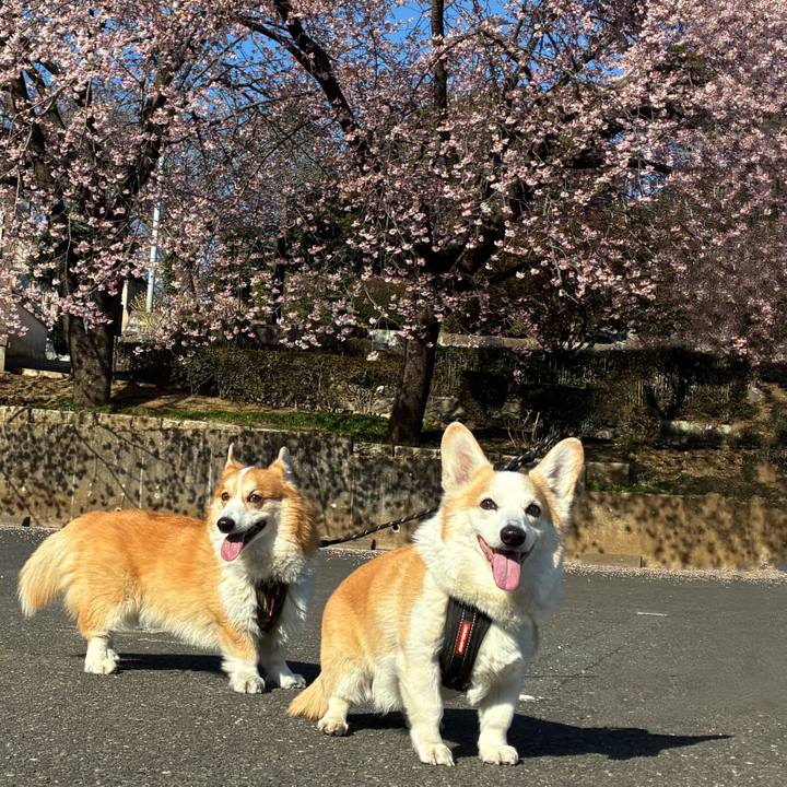 D1c4fbb9 cce0 4d5e a6b9 137ba215594f 1773534633099