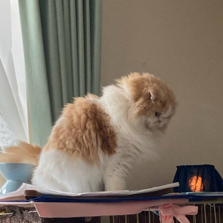 D1c508ea eb26 4377 92d4 fedf7faa69df 1649460123356