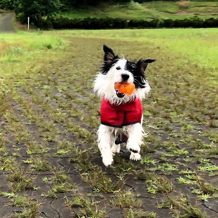 D1c66031 65ae 4f43 9378 45e629f440d1 1529534980382