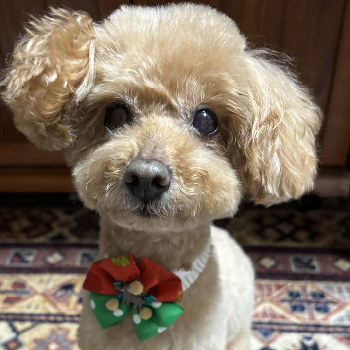 D1ca974e 41a3 44b8 a8f3 943a24b96ba7 1766637442308