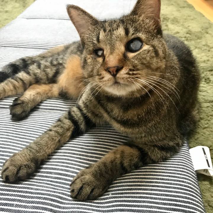 D1cc410e 77d4 41c4 9d9e cdd1f077f110 1597194596302