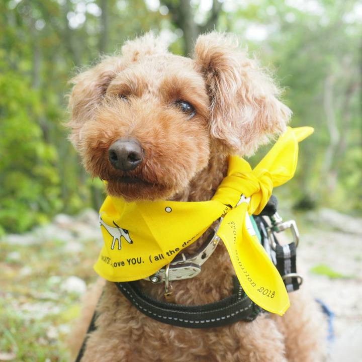 D1d08b73 b04c 4c93 9d9c e42ee30c93df 1524634083678