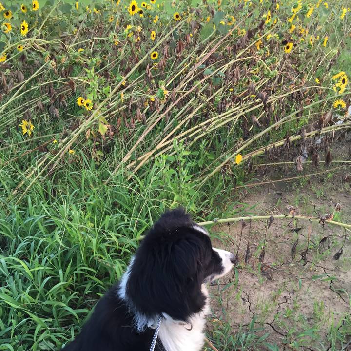 D1d465a1 794a 4b10 84f2 880bbcf39512 1531601055503