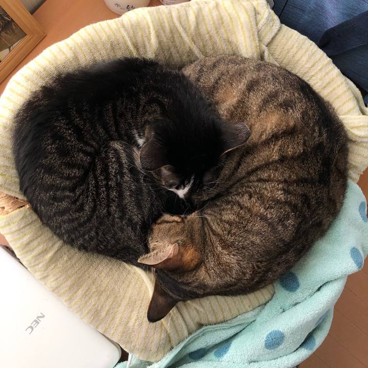 D1d47d78 71b7 4578 bcd4 99d47de5aef1 1606508963384