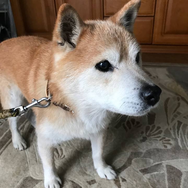 D1d4aa4d ae8c 4643 8547 d55bbcb7e004 1534136687196