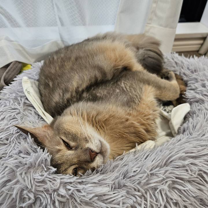 D1d80310 b6d5 47fa 81a6 38a6b53ae059 1747794262753