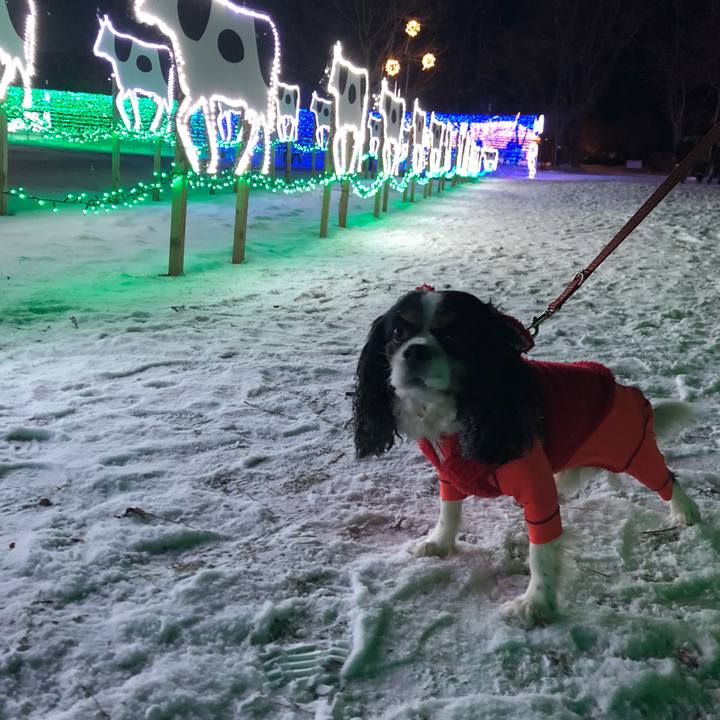 D1d9bdfe 50ac 486a a54f 77ef840fff90 1546125957511