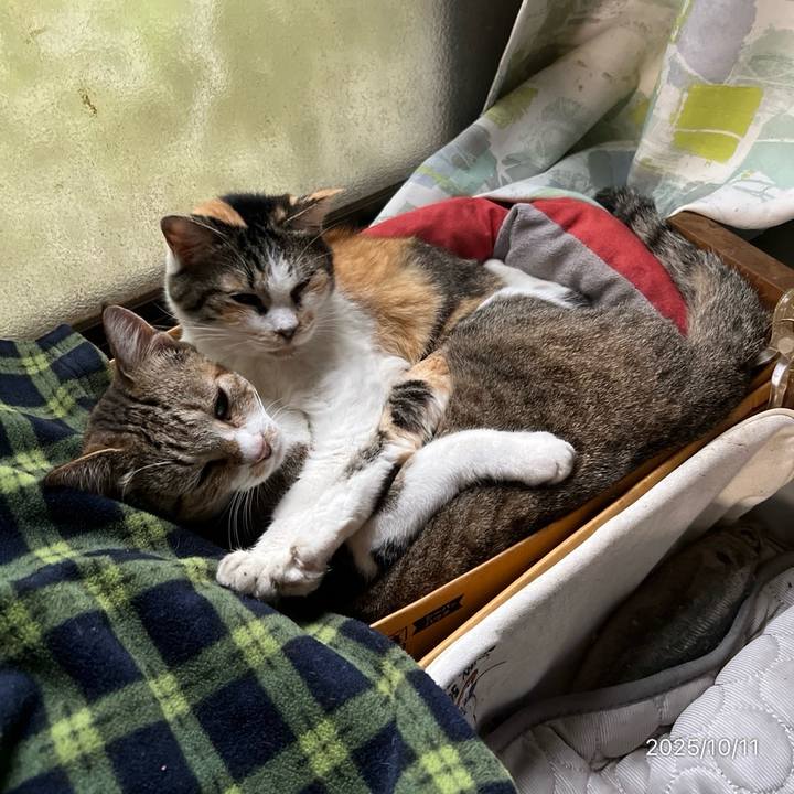 D1dd08d6 a32e 44c6 8c03 653f2afcf51a 1760166506052