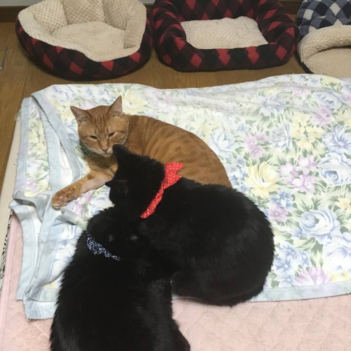 D1dd84a3 522c 4bc8 8980 08a4024dd91c 1545570181255