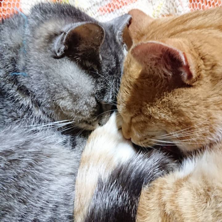 D1e0e67d 7f69 4a2c aa8a 66523e25bee7 1574170096149