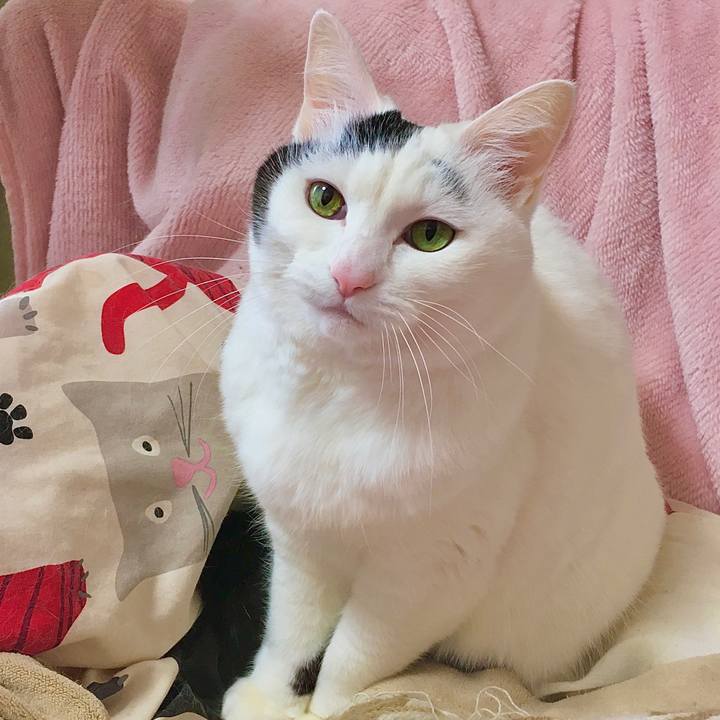 D1e10db4 422b 45d9 8c96 9619c8299e75 1579232287906