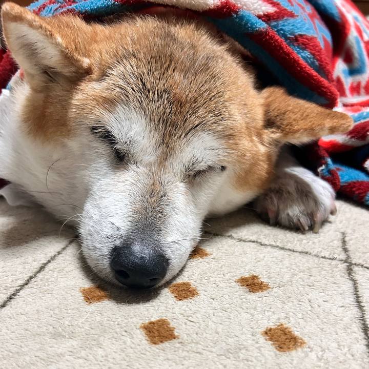 D1e264b1 8fe4 4e30 943b fcdec0324242 1762940283880