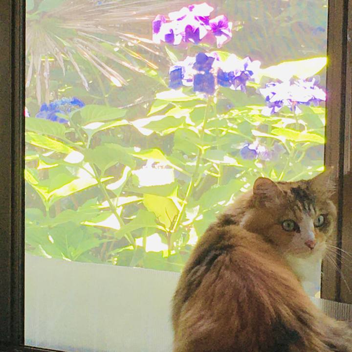 D1e33fc7 4d11 4c10 bfbd 8a03856b75f5 1595219593830