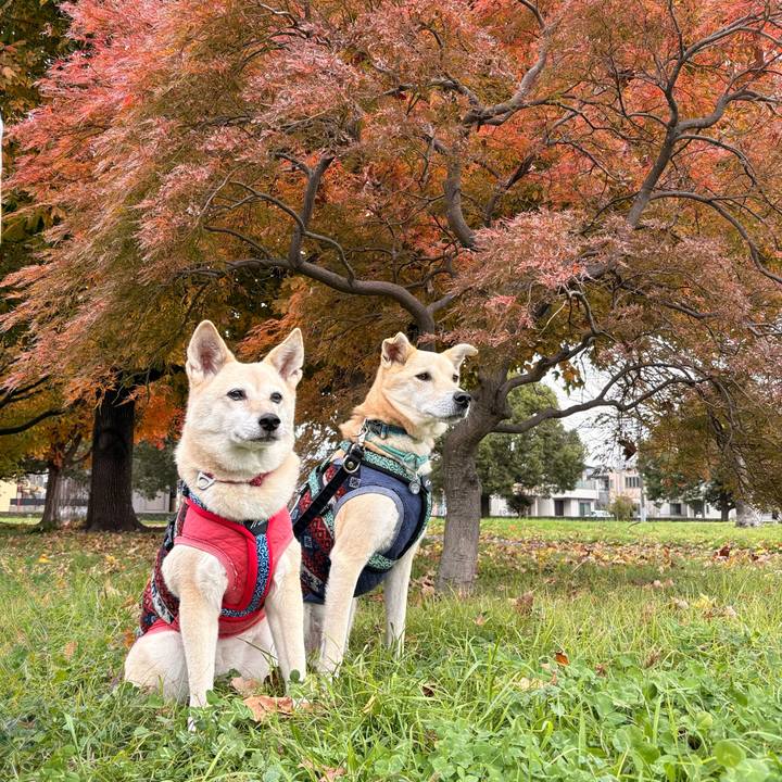 D1e4d0cf 7f69 4f2e a1b3 e8f64764b2b7 1763996981603