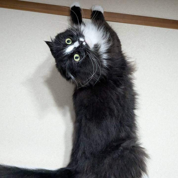 D1e5c448 b703 48b8 b325 a1628e6e7385 1750248232987