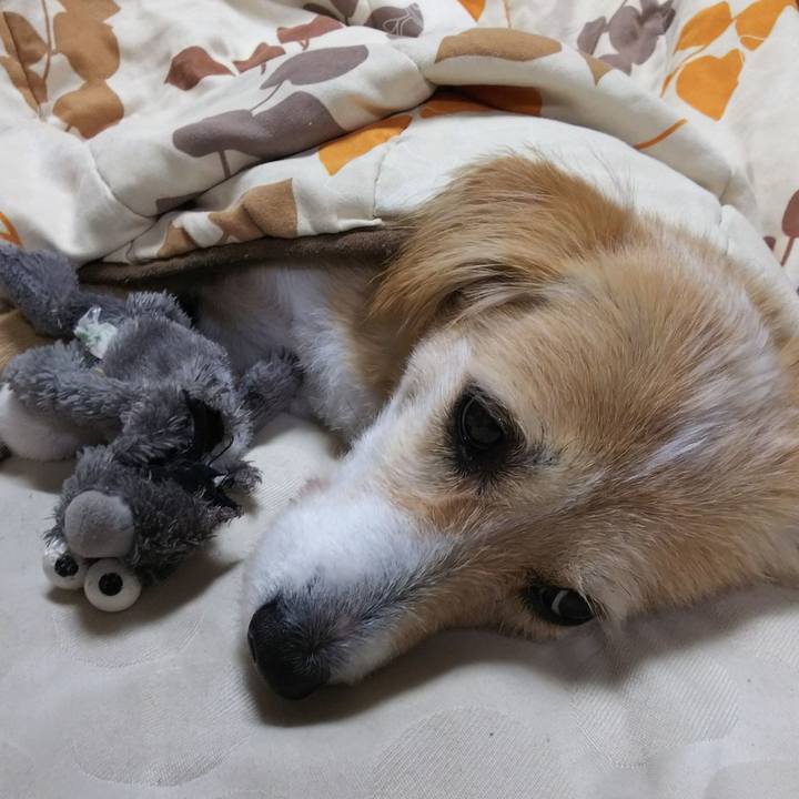 D1e80b7c 1ac9 474c bb57 65e8b0c4b56c 1542964684189