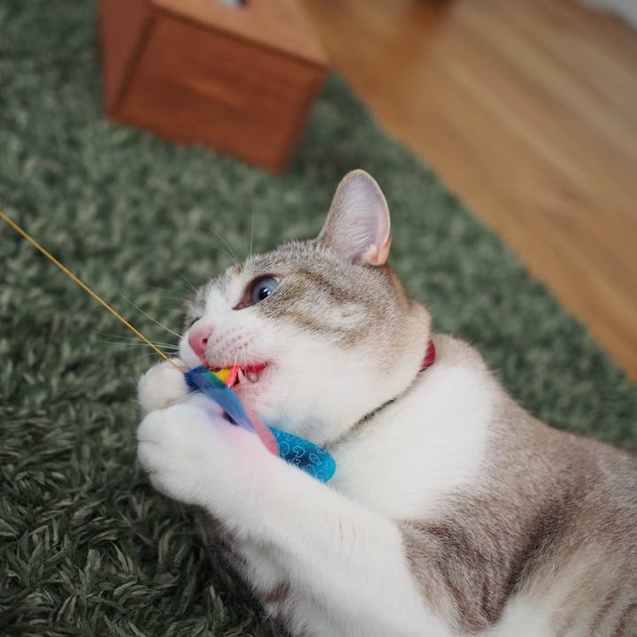 D1e80cf8 826b 4919 b4f4 fee5385c518a 1592735155467