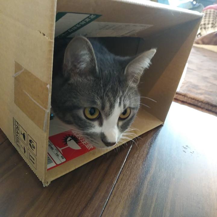 D1ee490c 76da 43db af68 e3cc55bf845a 1581118022944