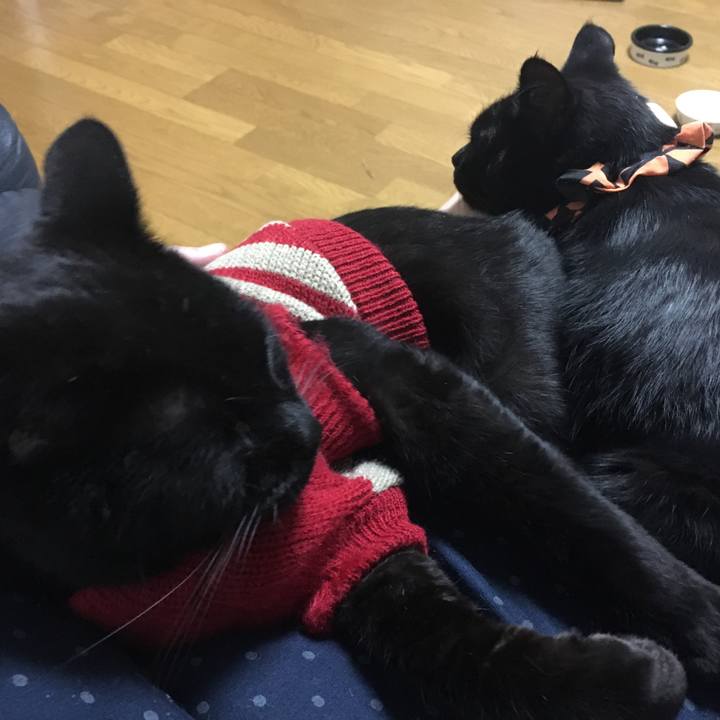 D1ef78e3 3551 4b57 90f4 f1830369ec60 1539694398028