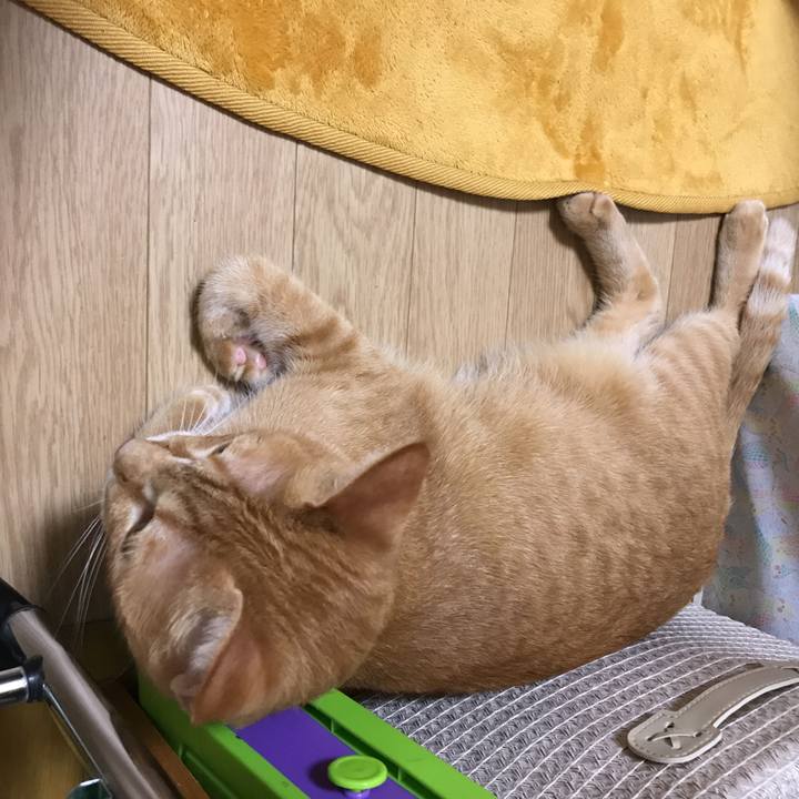 D1efe56d 48e9 4d8d a870 f304694b8902 1536142660595