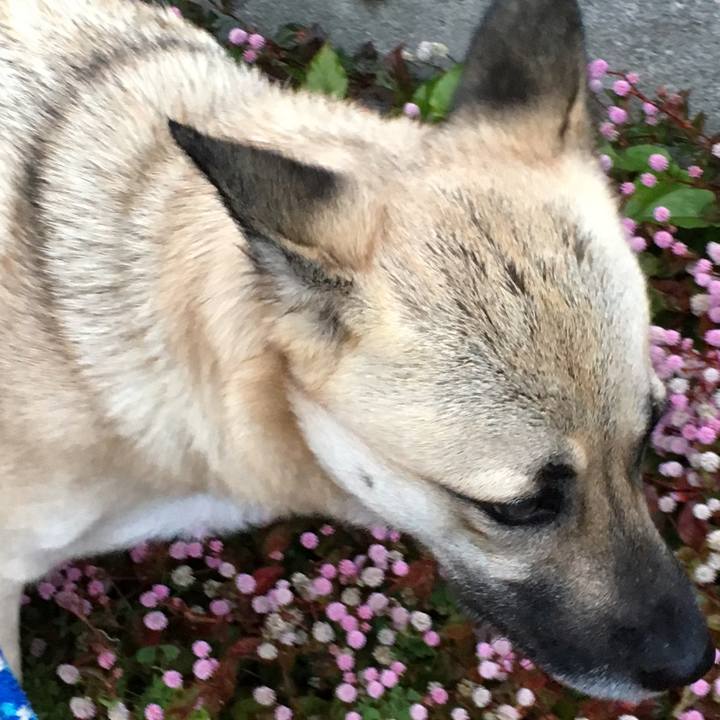 D1f7ab50 2f73 4b32 b54d 2434395a42bb 1511957311698