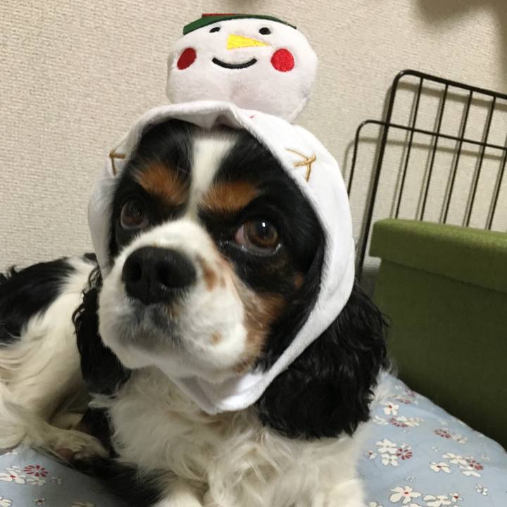 D1f8b170 a6bf 40be b485 24888b9980fe 1513437389730