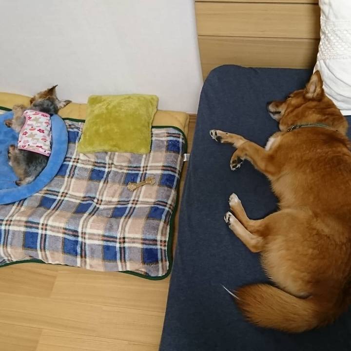 D1f8dedb 08ea 4b7e a6aa a1f432401d1e 1525612713604