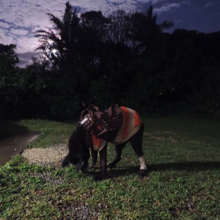 D1f8fc46 c80c 4bcf b47d 5afe99f001d3 1517401469013