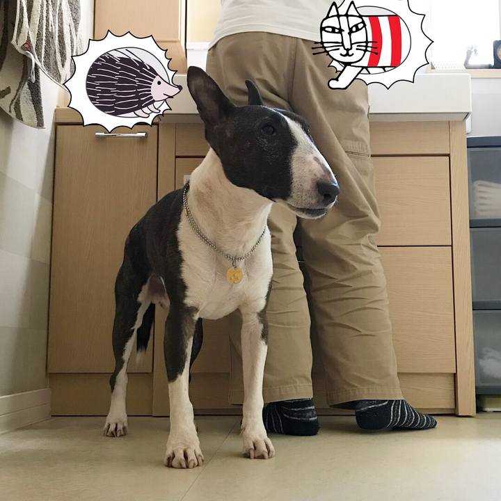 D1fc2ac9 640d 47ab af6e c522f018b14d 1512892700101