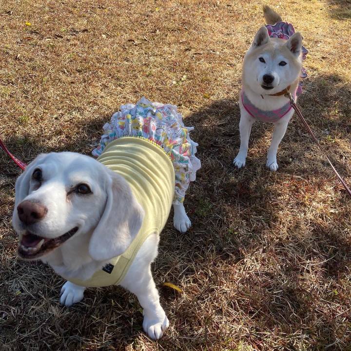 D1fe1b7f f8dd 457f b126 cada6842eb76 1667486603229