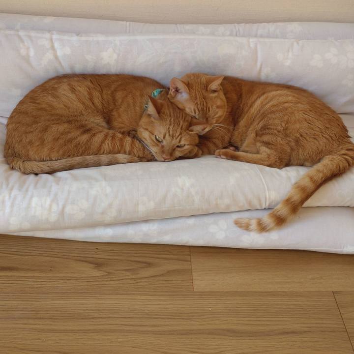 D205b67c ad84 4e92 84a4 d2b8083a2de6 1730621184364