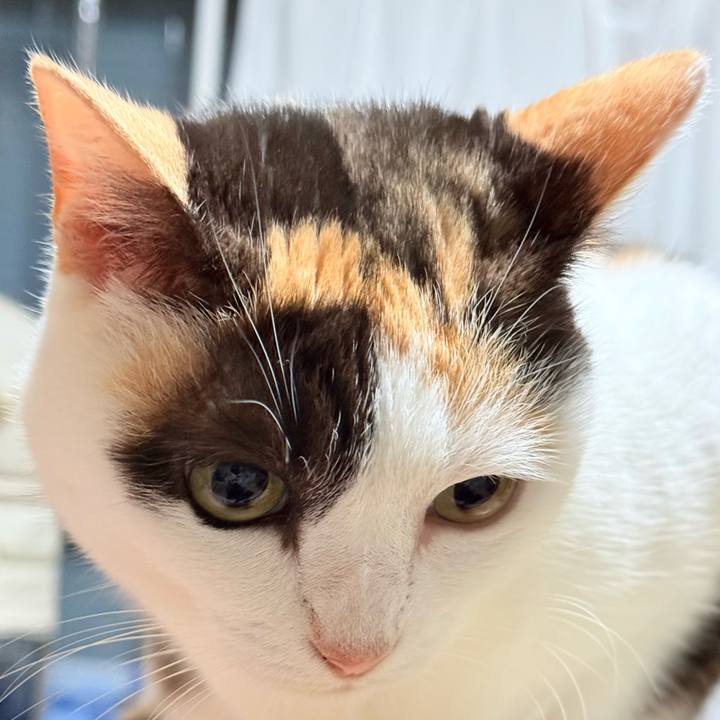 D206e0a6 03c7 40c8 8a85 d5873f302a4f 1764382309224