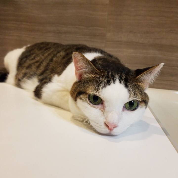 D20cbb6f d767 405e a48f cc4351fb687c 1573726545308