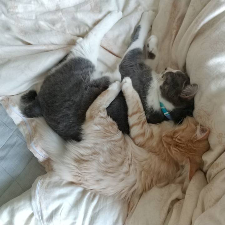 D20e9b7c d30a 4562 897a fef68f9de774 1619313482571