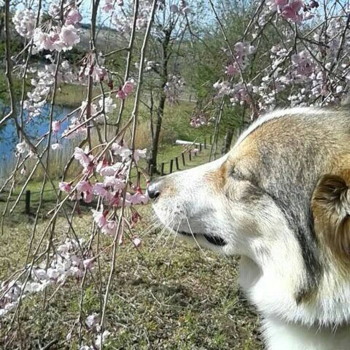 D20fabcf d42f 4a51 9a4f b86e617f068c 1556074065229