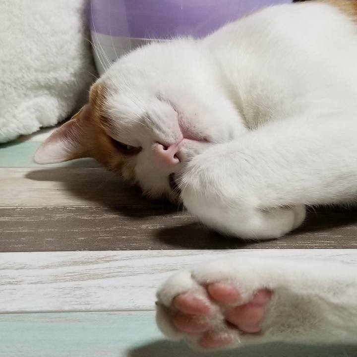 D211e9bc 0014 4335 b2b8 a996da207060 1541683738159