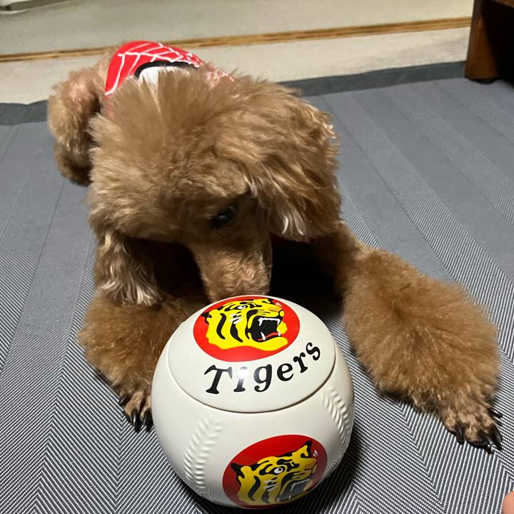 D212a336 7195 4f7f af4b d1c02fed66bb 1703064587997