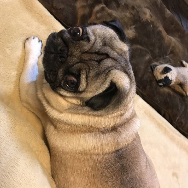 D218440e 467a 41fb a94b c42959f015b9 1512990482629